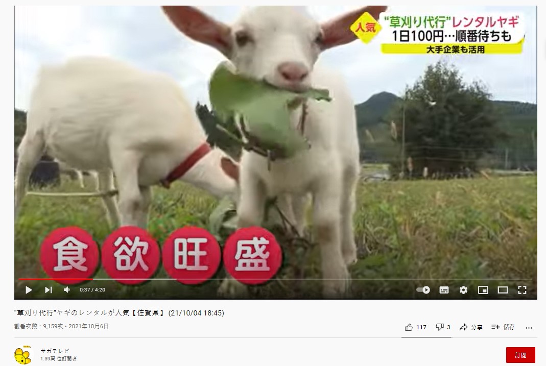 「山羊除草」的服務消息一出,引發日本網友熱議。(圖/翻攝自サガテレビYoutube)