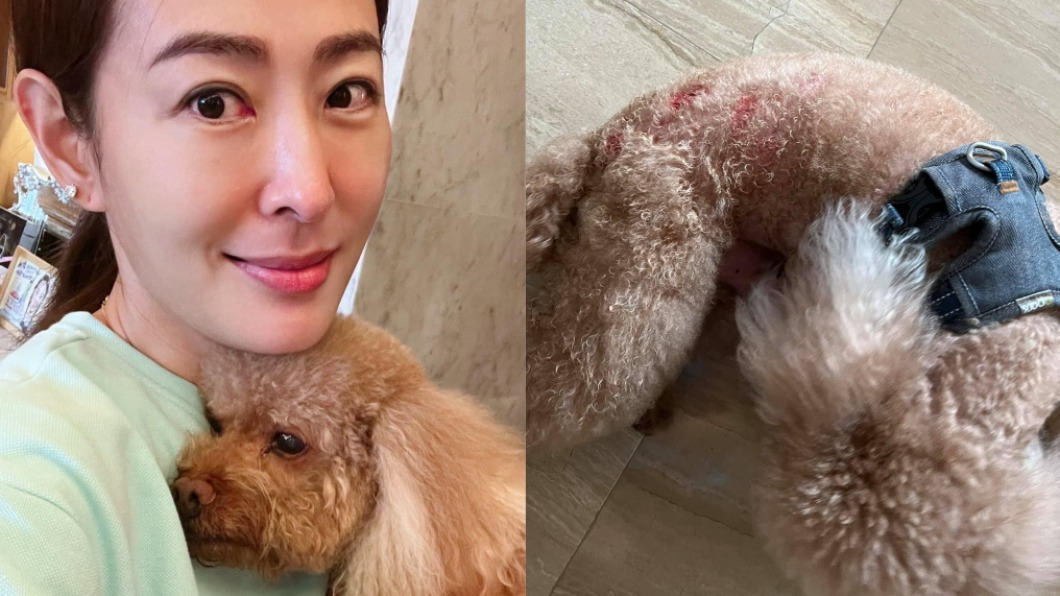 愛犬路邊遭咬「滿身血痕」 賈永婕哭喊:怎麼有這種事