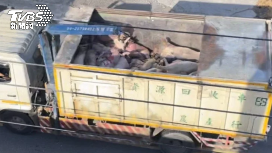 回收車載滿死豬!屍水沿路流 居民憂恐爆非洲豬瘟