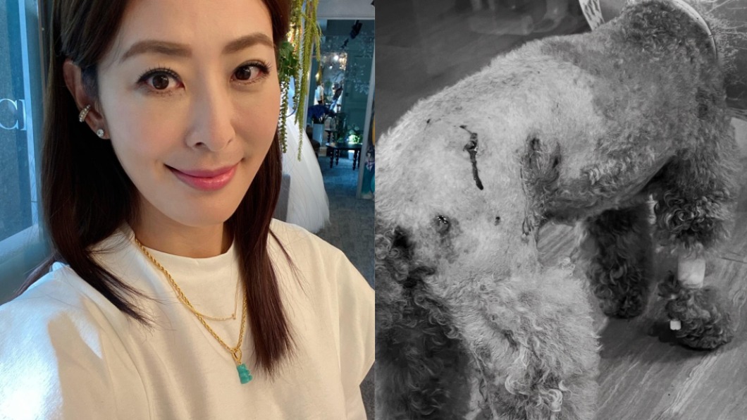 不追究=放任!賈永婕「愛犬傷重」怒喊:這是過失