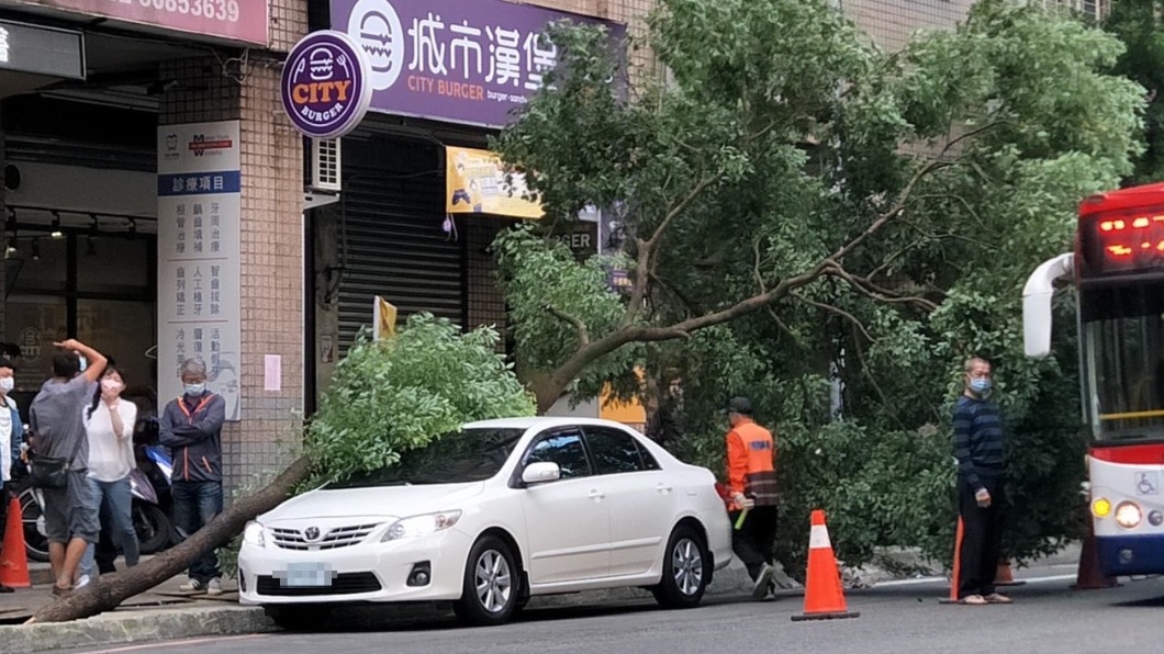 路樹倒塌壓轎車。（圖／翻攝自我是樹林人 臉書）