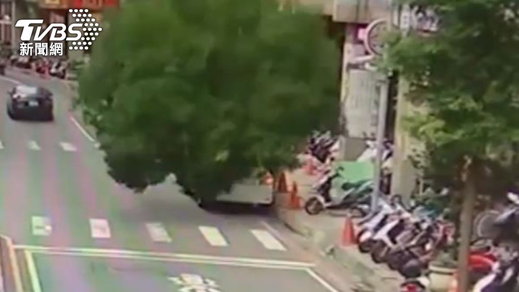 工程單位在挖下水道時影響道路樹。（圖／TVBS）