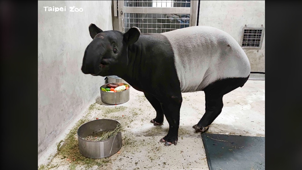 雌馬來貘Putri抵台配對 北市動物園迎新客盼好消息