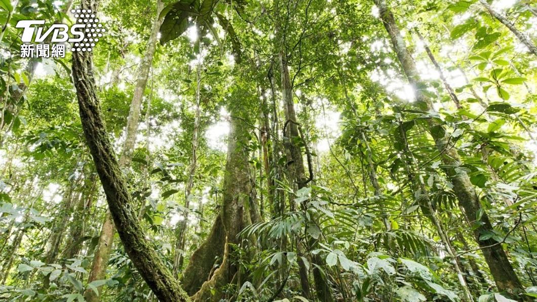 救地球肺部!全球上百領袖承諾 2030前終結濫伐