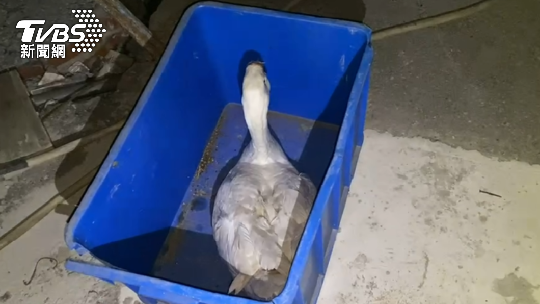 大白鵝被帶入派出所後，等了一個晚上無人認領，警方便通知動物防疫所處理。（圖／警方提供）