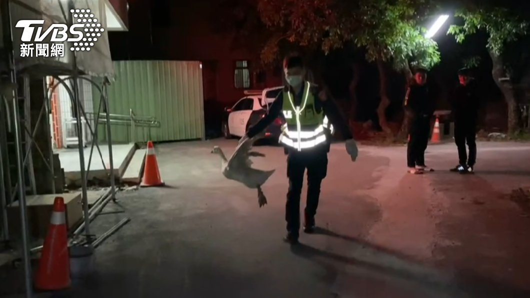 員警捕獲大白鵝，並將牠帶回派出所。（圖／警方提供）