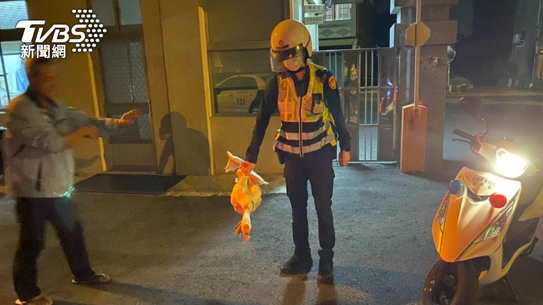 員警捕獲大白鵝，並將牠帶回派出所。（圖／警方提供）