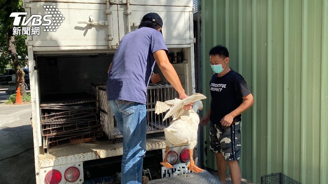 警方將大白鵝送交動物防疫所處理。（圖／警方提供）