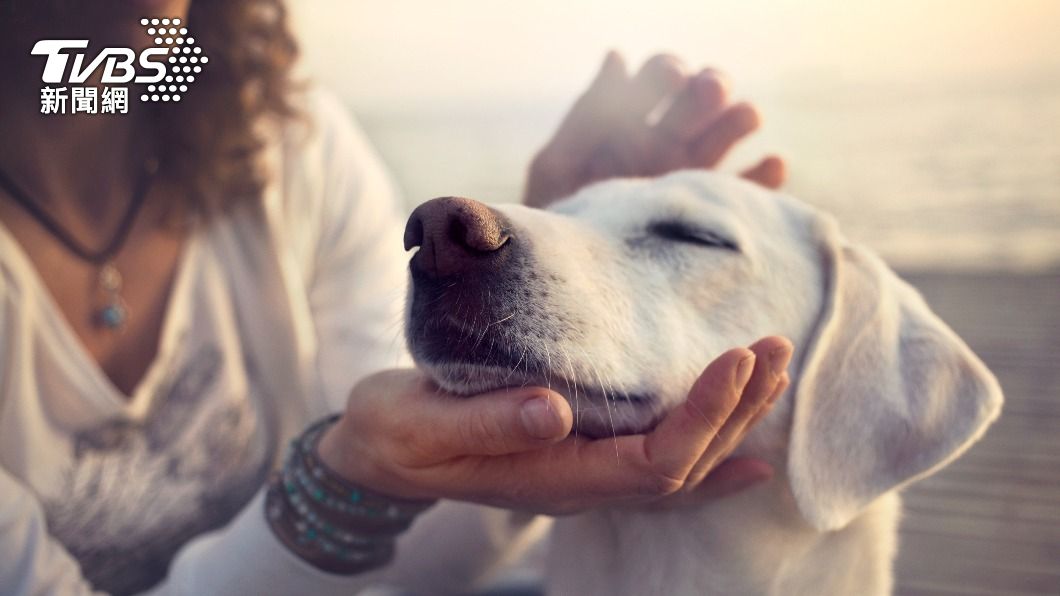 摸完狗後若直接揉眼睛，睫毛上恐長滿蟎蟲。（示意圖／shutterstock達志影像）