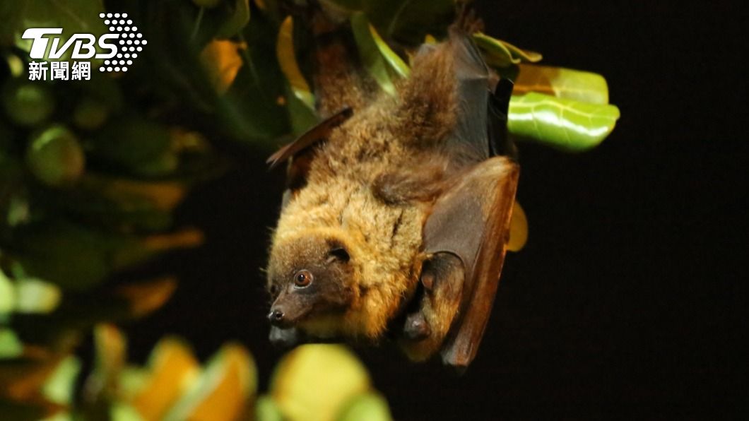 比台灣黑熊、石虎少!這動物出沒校園 全台不到200隻