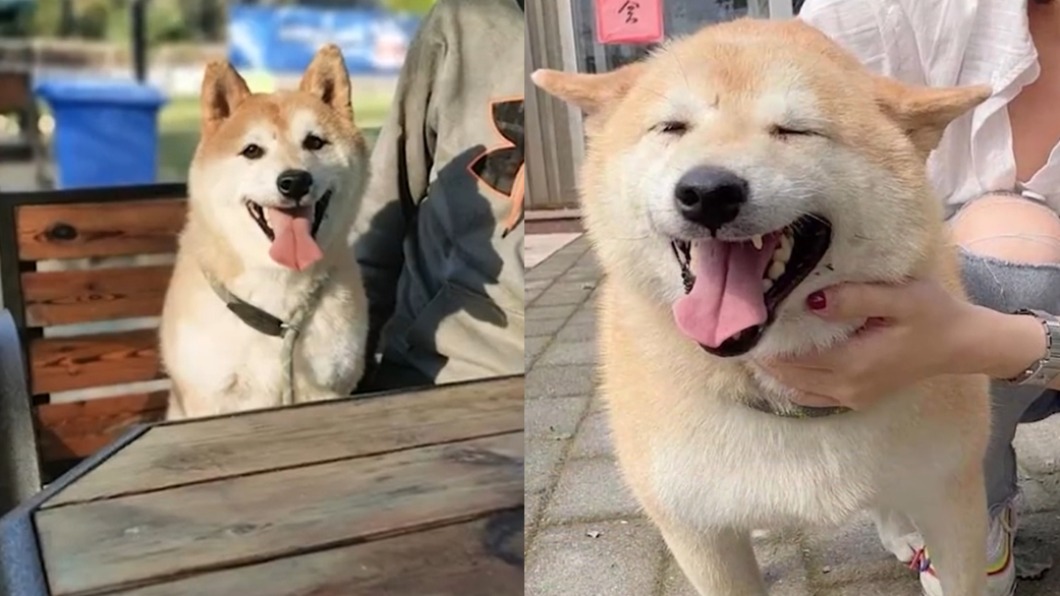 柴犬遭強制法拍！飼主出國欠錢　超萌「登登」70萬還債