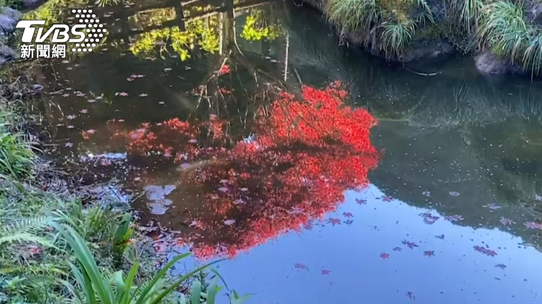 杉林溪上千楓葉紅了，水中倒影拍下來也很美。（圖／TVBS）
