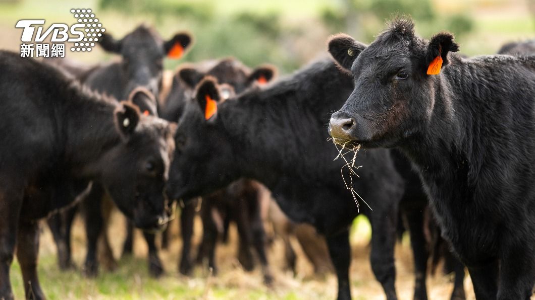 「Oumph」希望藉由人肉漢堡提醒人類審思對食用動物的意義。(示意圖/shutterstock達志影像)