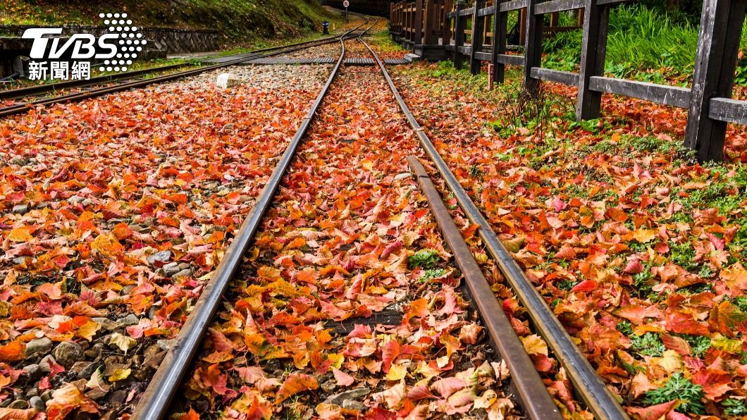 雄獅旅遊也於雙11當日10時有閃購活動。(圖/雄獅提供)