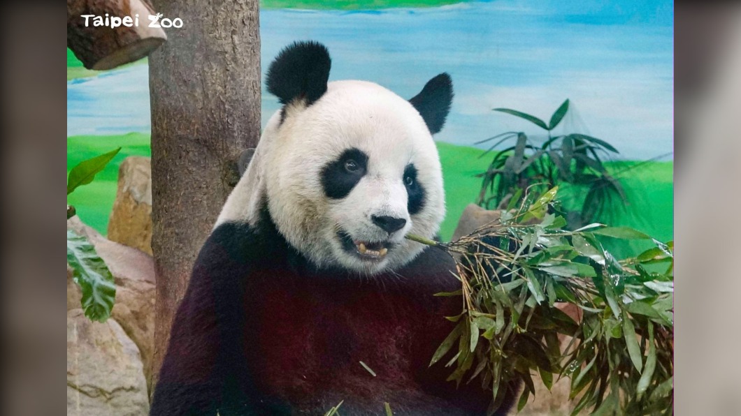 我單身我驕傲!光棍節不傷感 這些動物獨居是天性