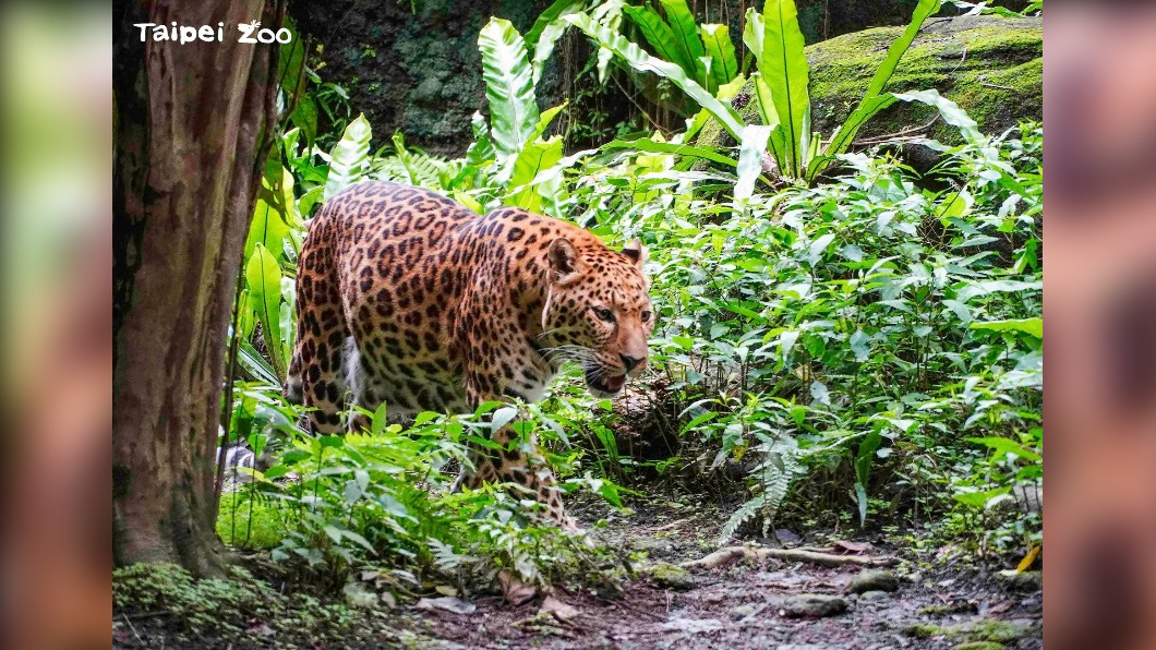 花豹是獨居動物。（圖／翻攝自Taipei Zoo 臺北市立動物園臉書）