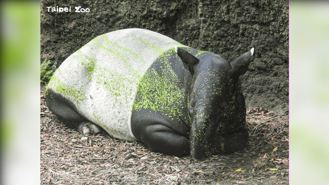 單身的馬來貘「貘樹」等待伴侶中。（圖／翻攝自Taipei Zoo 臺北市立動物園臉書）
