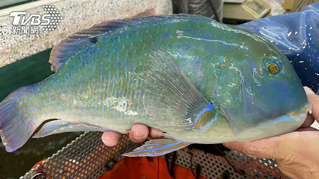 人魚角力近10分鐘！1支竿釣起大石老魚　他直呼幸運
