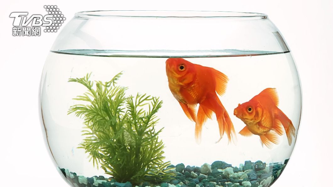 家中忌擺放太多魚缸,恐陰氣濕氣過重影響健康。(示意圖/shutterstock達志影像)