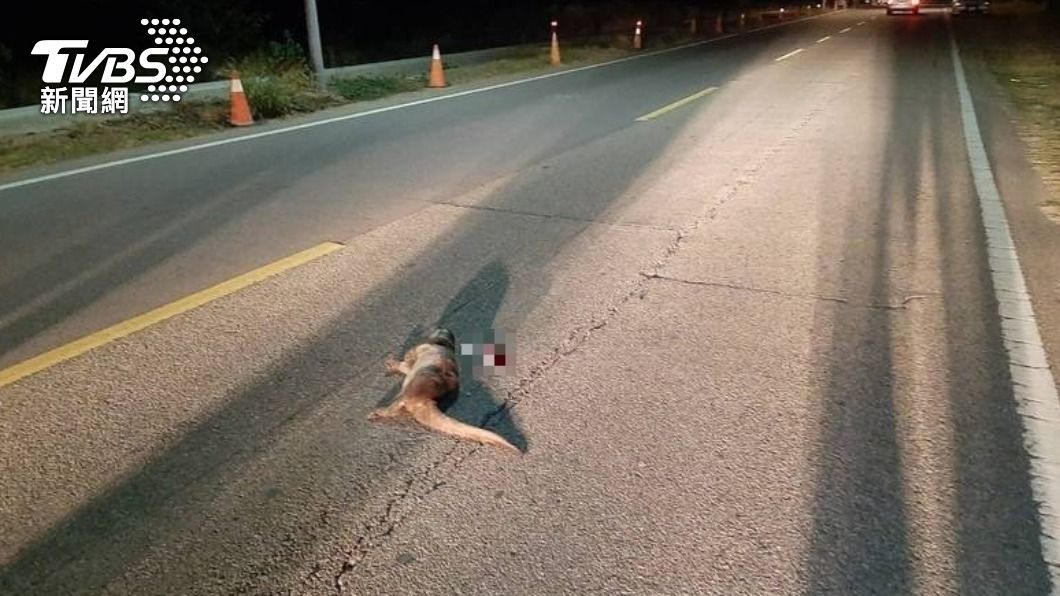 剩2百隻!金門又傳水獺遭路殺 縣府籲:熱區開慢點