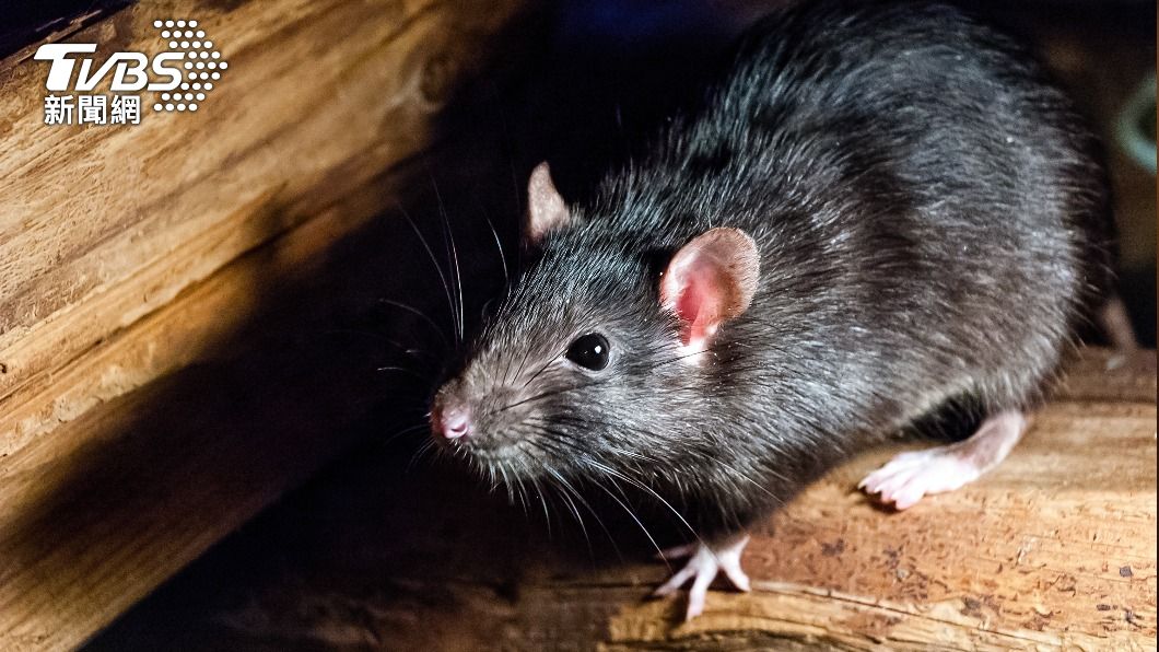 要防動物傳人　陸研究：O毒恐起源於老鼠再重新傳給人類