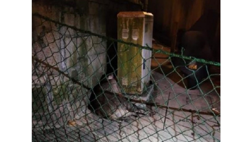 100公斤野豬闖民宅 港警遭咬傷口深可見骨