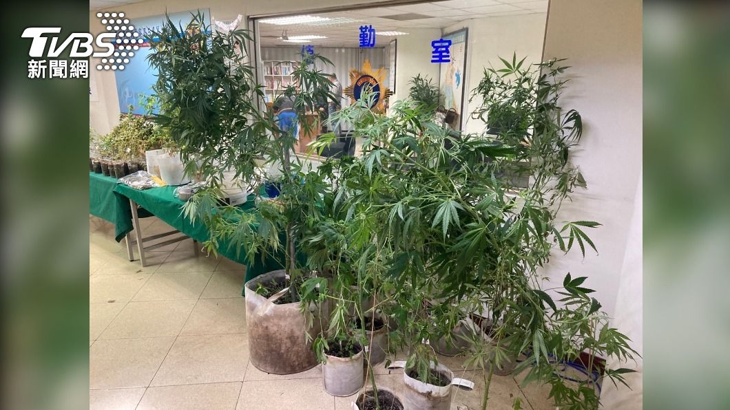 電器銷售員辭職改當農夫 住宅大樓搖身一變成大麻農場
