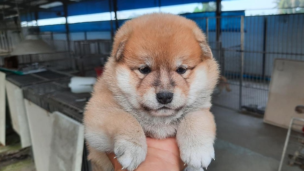 夫妻倆臉書放滿柴犬的資訊和照片。（圖／翻攝自當事人臉書）