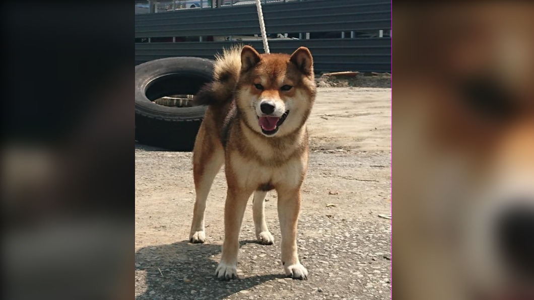 陳男被犬友讚譽為「一世柴人」。（圖／翻攝自當事人臉書）