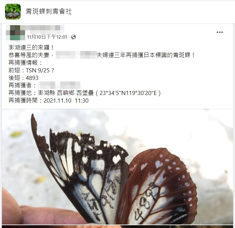 台灣澎湖民眾發現青斑蝶並上傳臉書。(圖/翻攝自青斑蝶刺青會社)