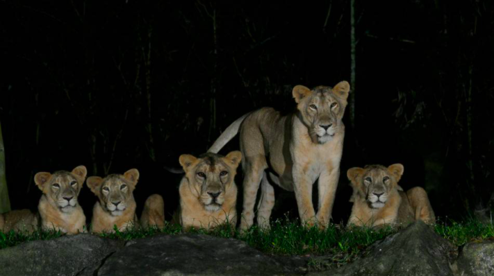 獅子也中鏢！　新加坡動物園4頭亞洲獅驚傳確診