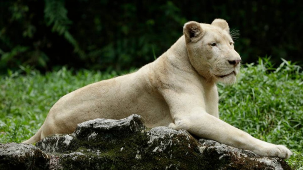 動物會將病毒傳染給人類的機率很低,因此不需要太擔心。(圖/night safari singapore 官網)