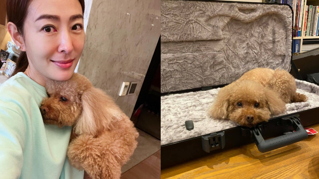 愛犬被攻擊濺血!狗主人「大紅包」致歉 賈永婕暖舉曝光