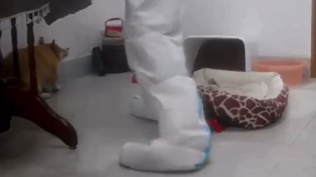 柯基被打到蜷縮一旁,最後被裝在袋中帶走,目前生死未卜。(圖/翻攝自微博)