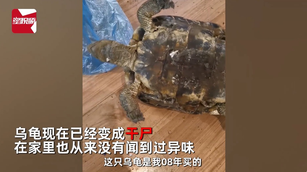 打掃阿姨將床搬開後,發現一隻烏龜乾屍。(圖/翻攝自星視頻)