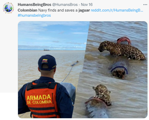 哥倫比亞海軍成功救援這隻可憐動物。(圖/翻攝自@HumansBros推特)