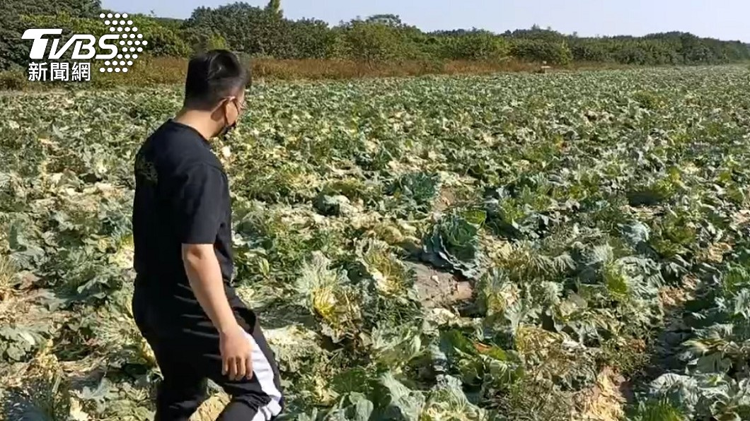 菜農哭了!2萬顆高麗菜一夜被偷光 到場驚見公嬤狂割