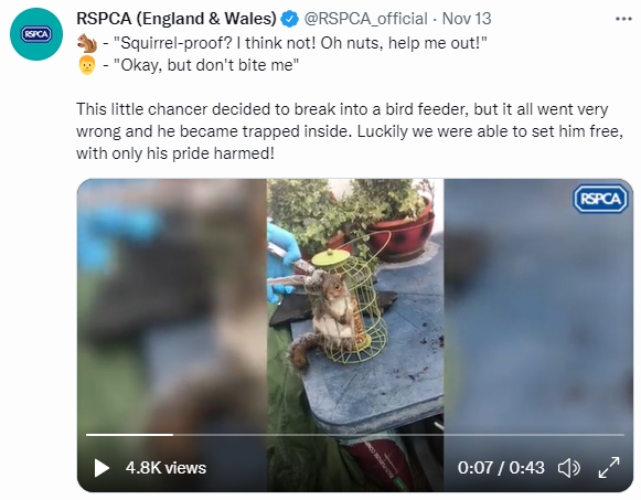 救援過程中松鼠一派輕鬆。(圖/翻攝自@RSPCA_official推特)