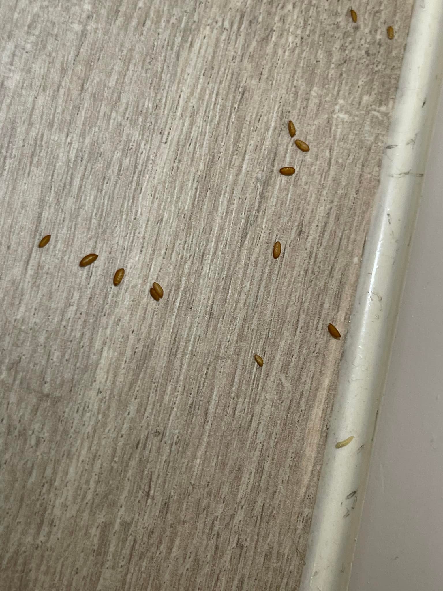 有網友指出黃褐色的物體即代表已蛹化的現象。（圖／翻攝自爆系知識家臉書）