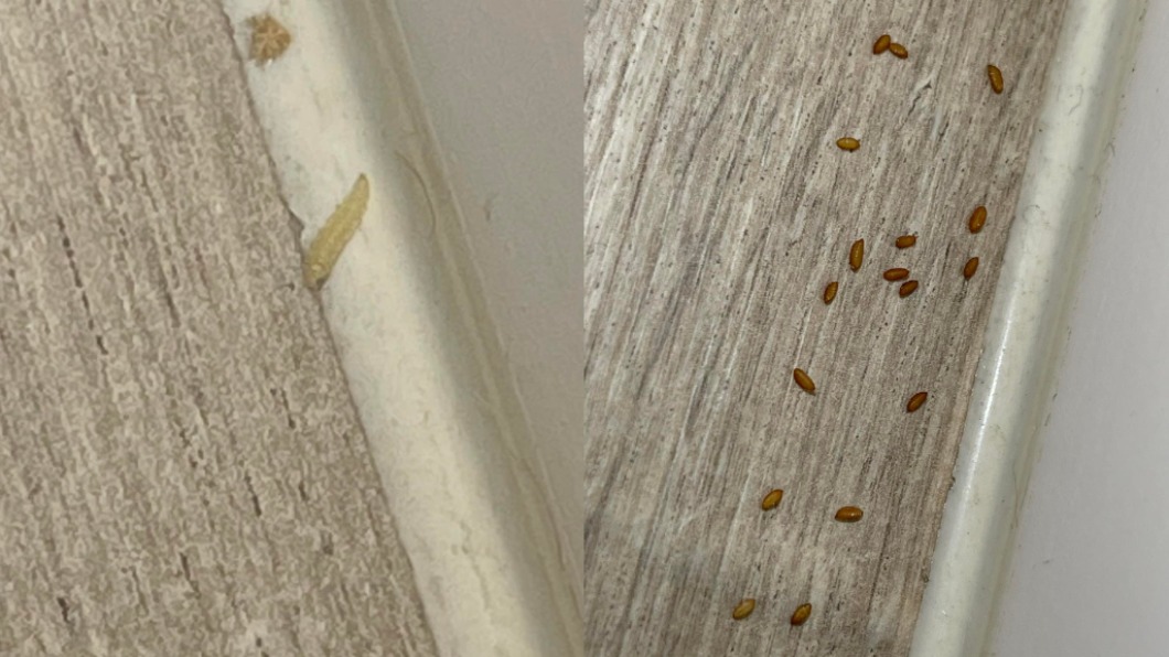 乾淨房間突冒數隻蛆!他嚇瘋求助 內行:快檢查3位置