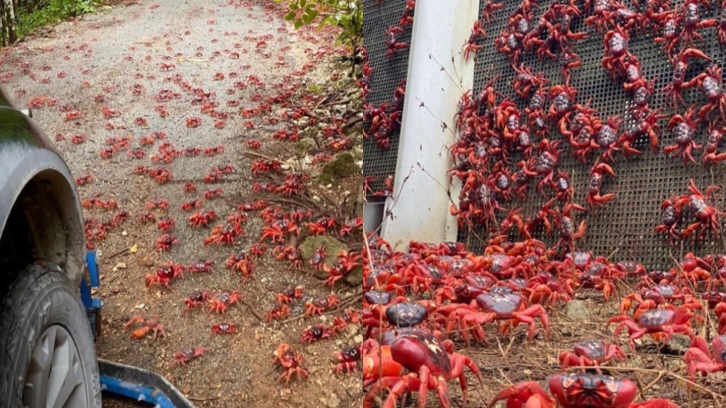 千萬螃蟹大軍來襲！澳聖誕島「整路血紅」　居民出不了門