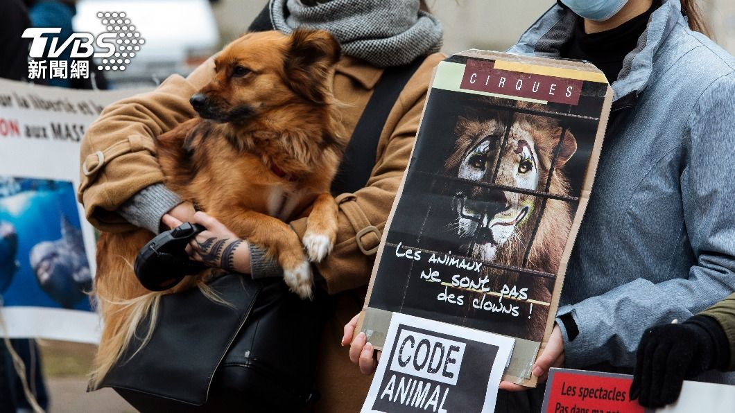 愛護動物!法國逐步禁海豚秀、馬戲團 遺棄寵物將重罰