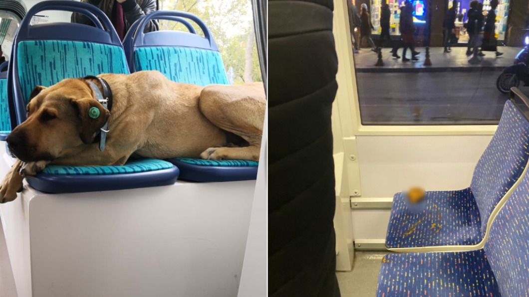 土耳其網紅犬遭誣陷隨地排泄 調查驚見凶手另有其「人」