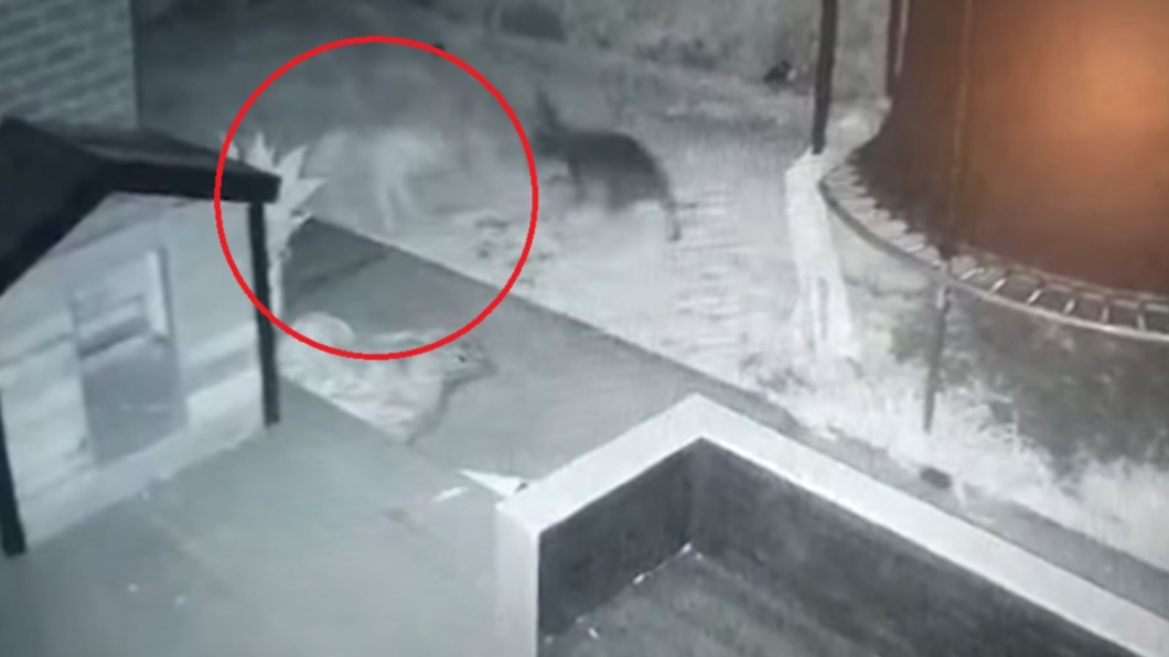 監視畫面曝！愛犬半夜「跟詭異白影玩」　衝出去找秒消失