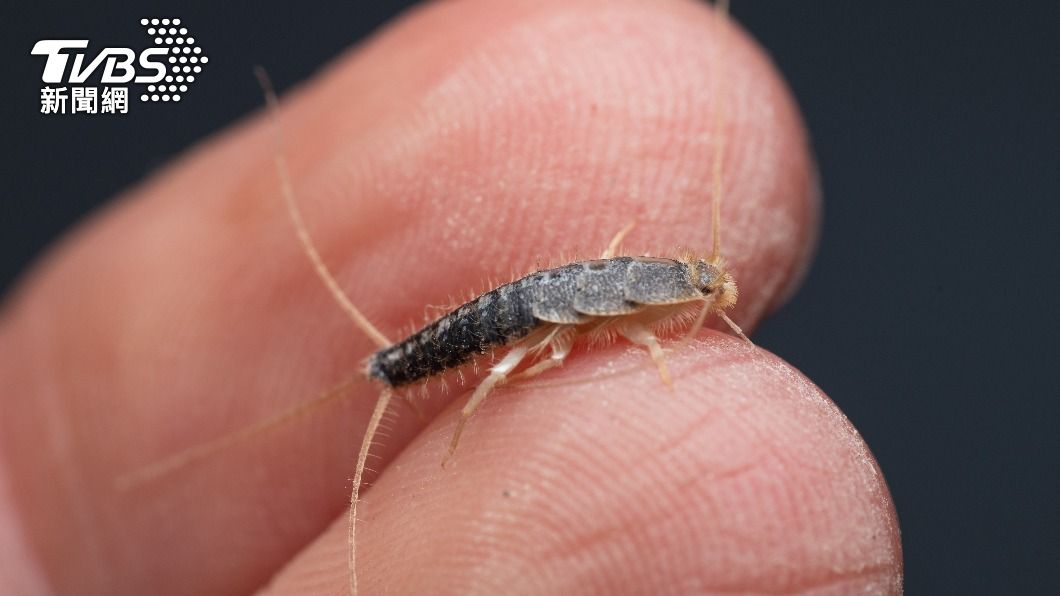 衣服離奇破洞?恐是「衣魚」害的 靠4撇步輕鬆驅離