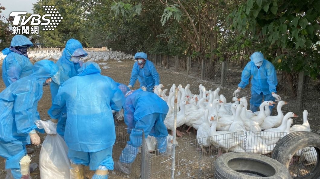 新型H5N2禽流感來襲 雲林撲殺1707隻鵝
