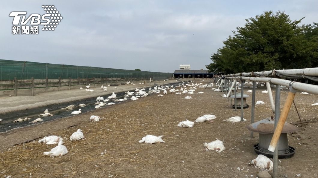 雲林二崙鄉某肉鵝場檢出新型H5N2亞型高病原性禽流感病毒。(圖/中央社)