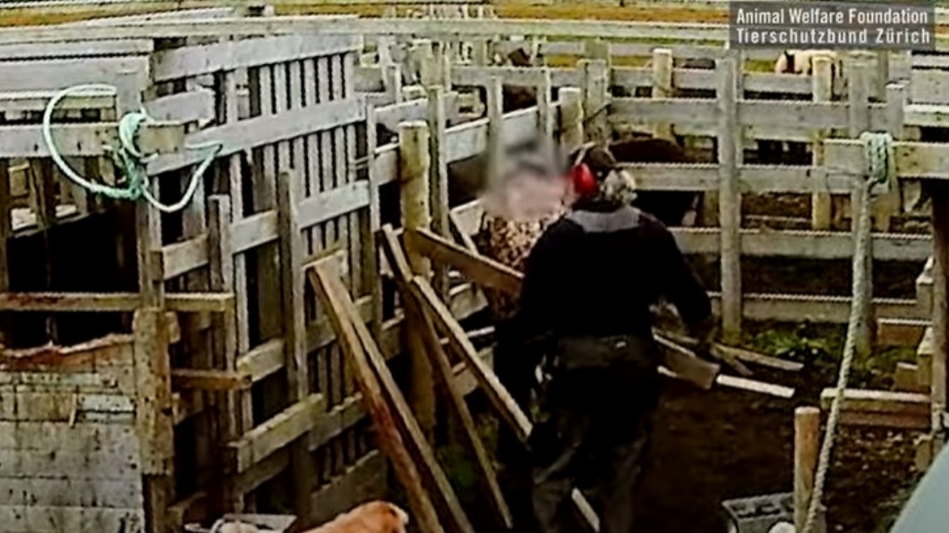 飼養員不斷拿木棍戳母馬。(圖/翻攝自Animal Welfare Foundation / Tierschutzbund Zürich YouTube)