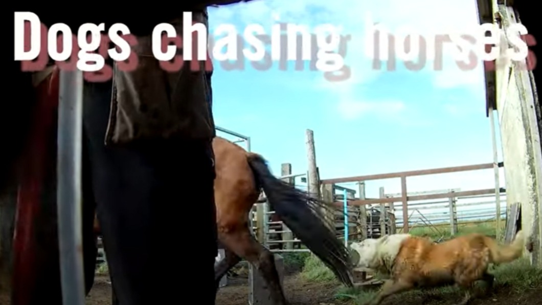 狗追著馬跑並咬牠尾巴。(圖/翻攝自Animal Welfare Foundation / Tierschutzbund Zürich YouTube)
