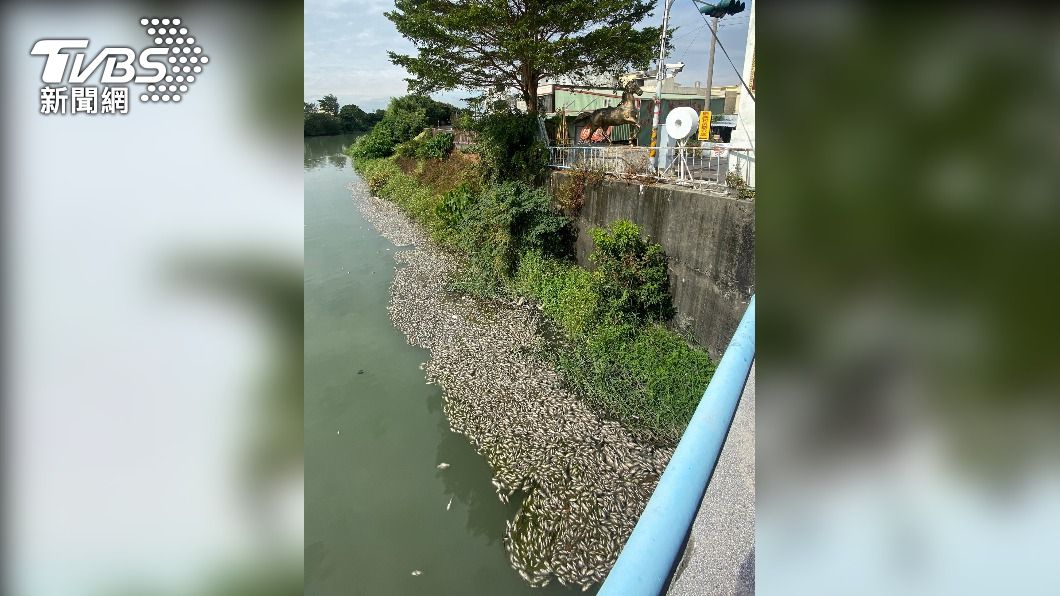 彰化秀水石笱排水溝驚見上千條魚死亡　陣陣惡臭撲鼻